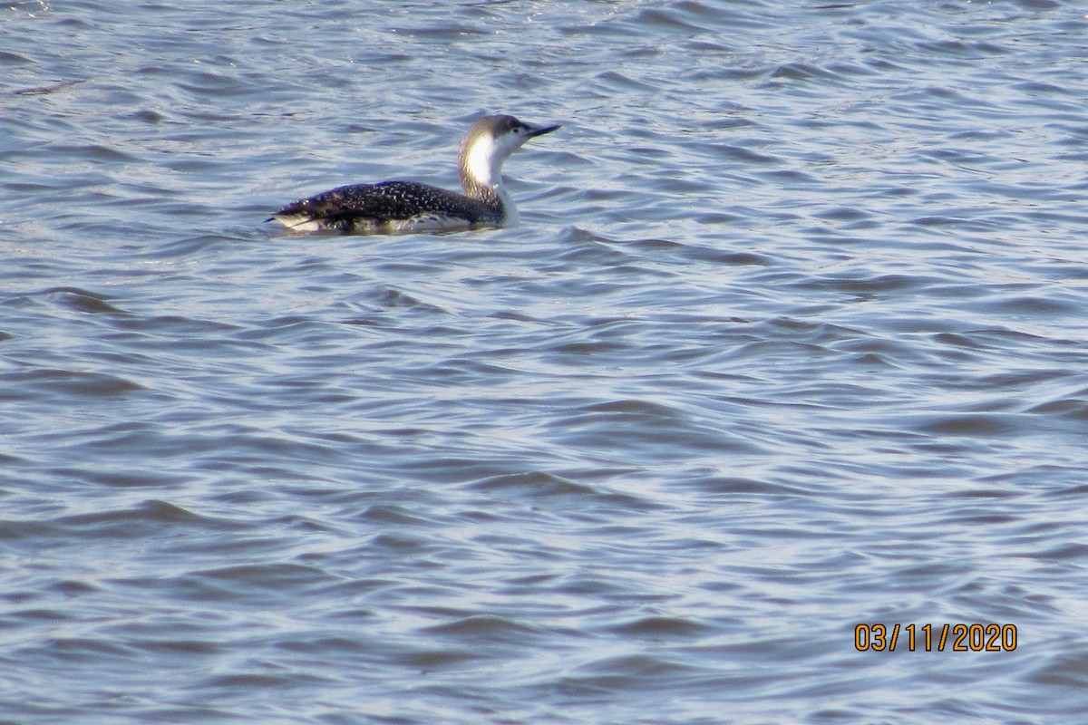 Red-throated Loon - ML214802611