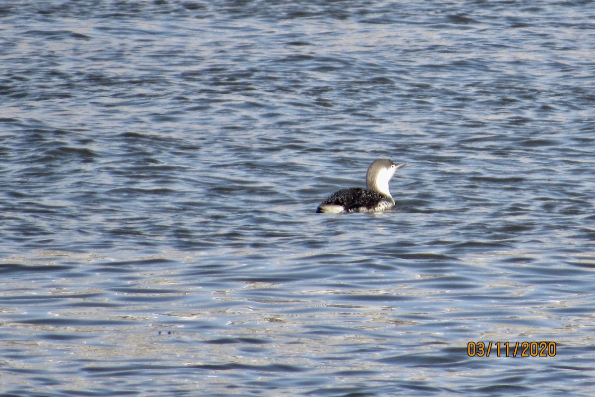 Red-throated Loon - ML214802681