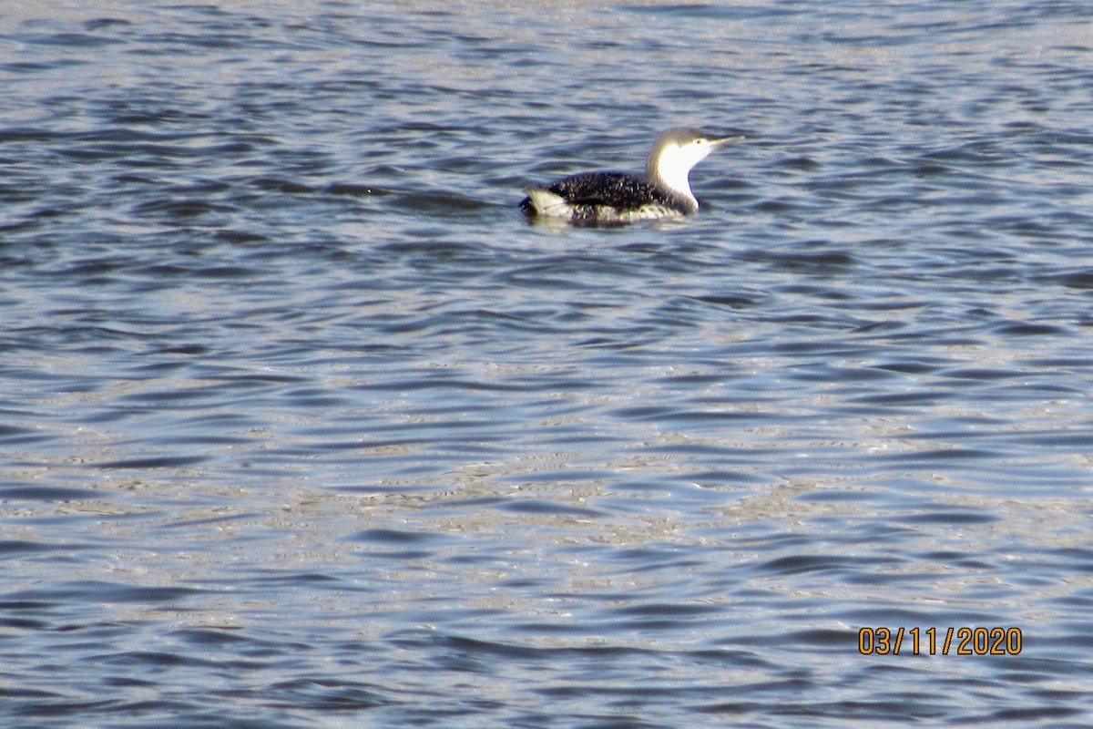 Red-throated Loon - ML214802701