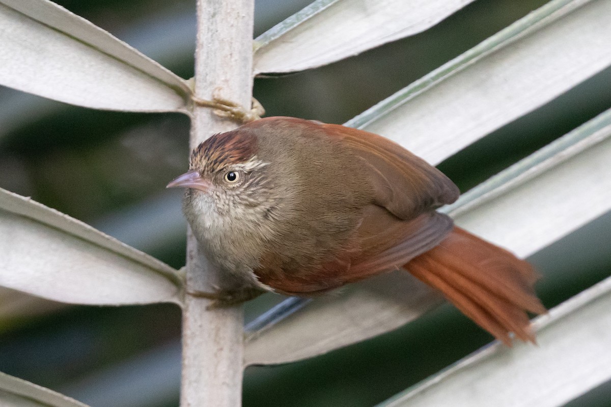 Streak-capped Spinetail - ML214802911