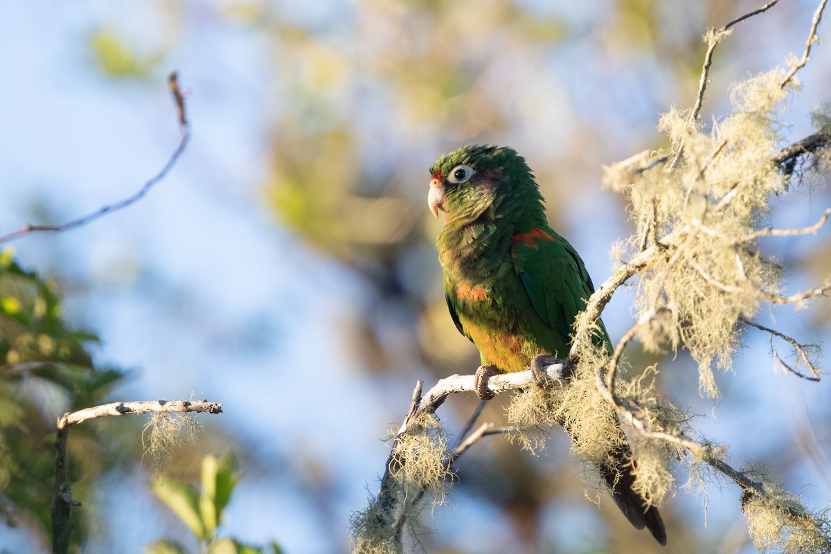 Conure de Santa Marta - ML214803371