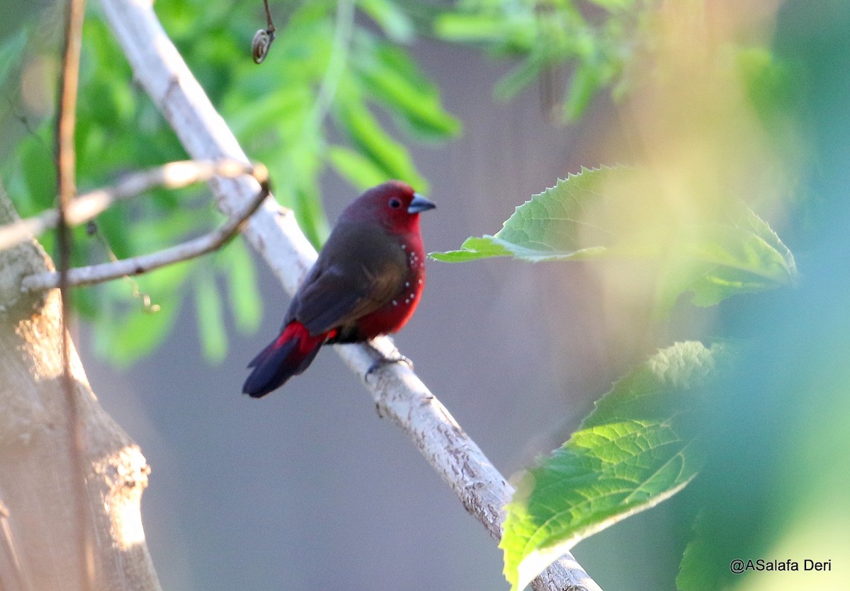 African Firefinch - ML214803771