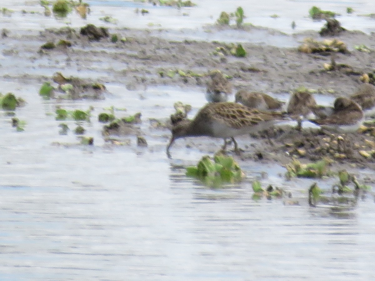 Pectoral Sandpiper - ML214803981