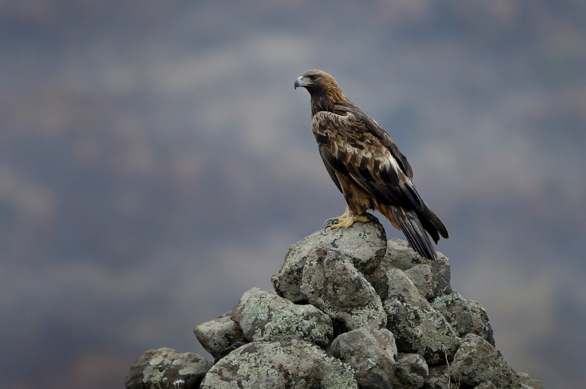 Golden Eagle - Pavel Štěpánek