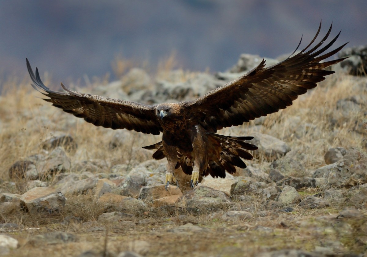 Golden Eagle - ML214804101