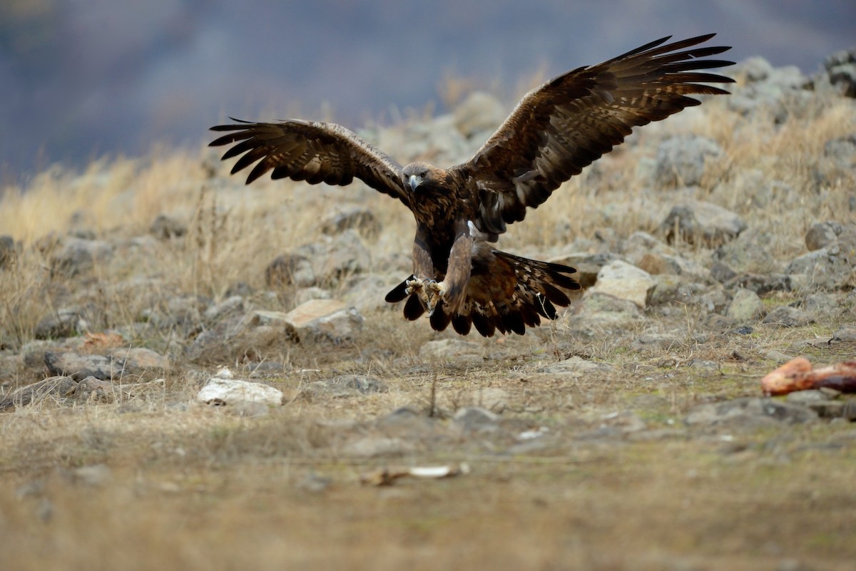 Golden Eagle - ML214804111