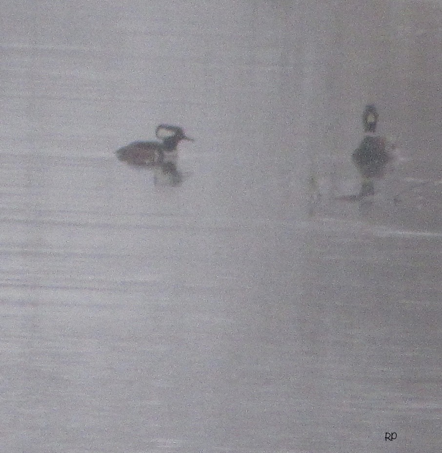 Hooded Merganser - ML214804371