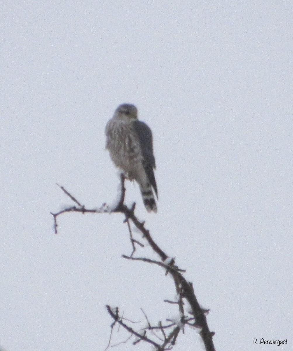 dřemlík tundrový (ssp. richardsonii) - ML214804491