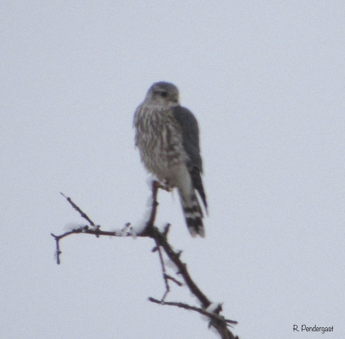 dřemlík tundrový (ssp. richardsonii) - ML214804601