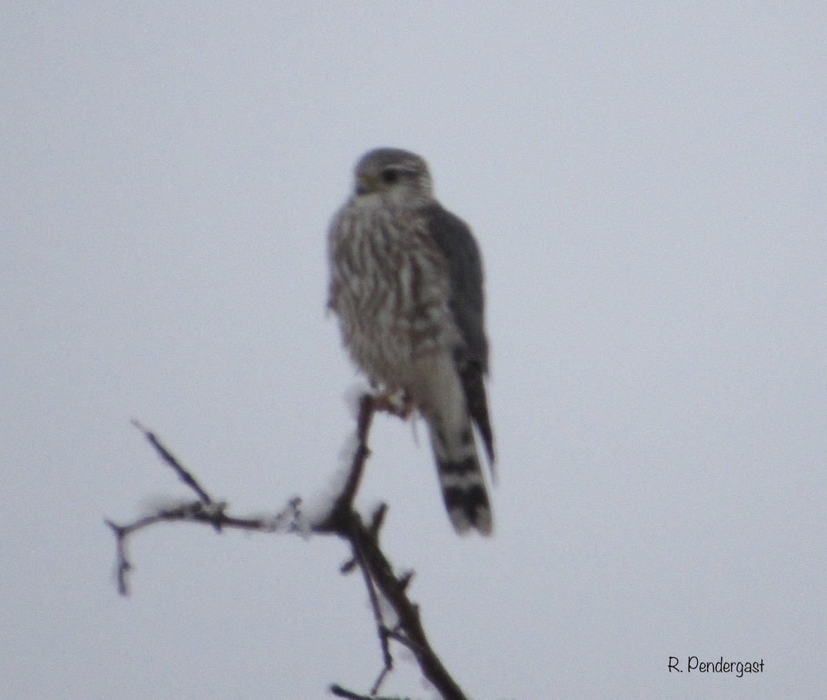 dřemlík tundrový (ssp. richardsonii) - ML214804611