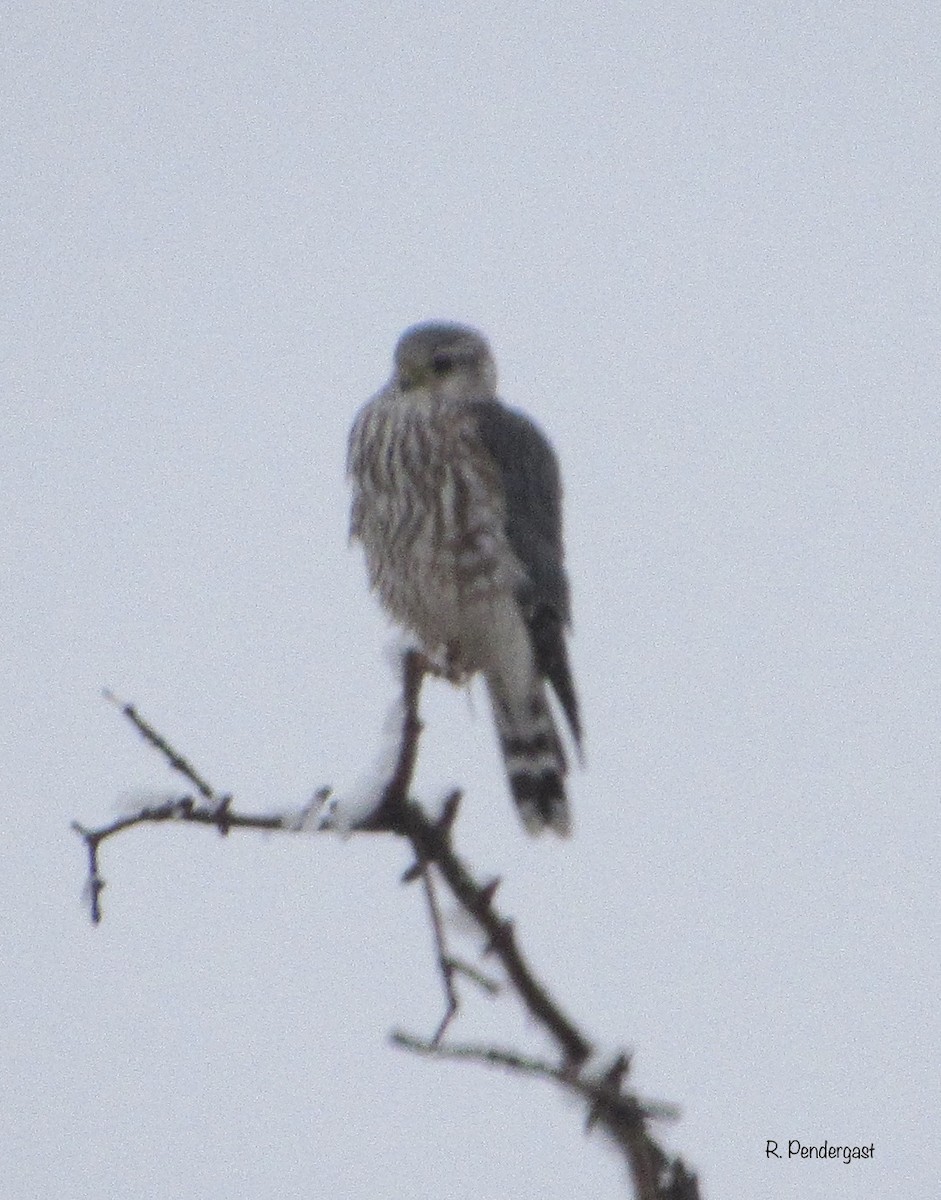 dřemlík tundrový (ssp. richardsonii) - ML214804621