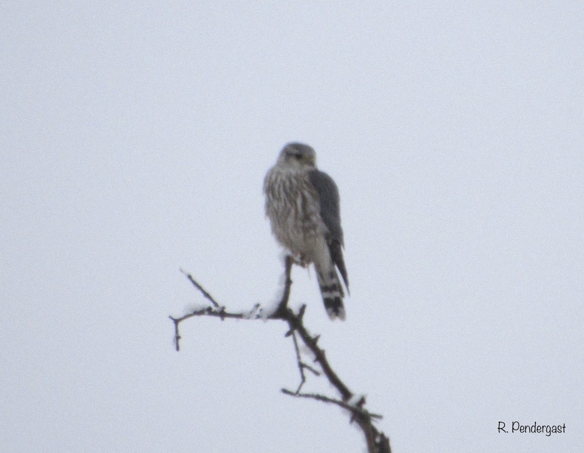 dřemlík tundrový (ssp. richardsonii) - ML214804641