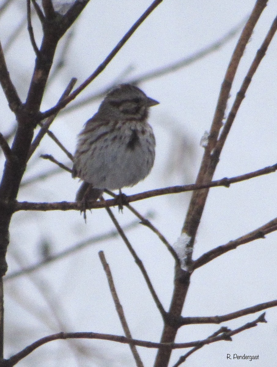 Song Sparrow - ML214804751