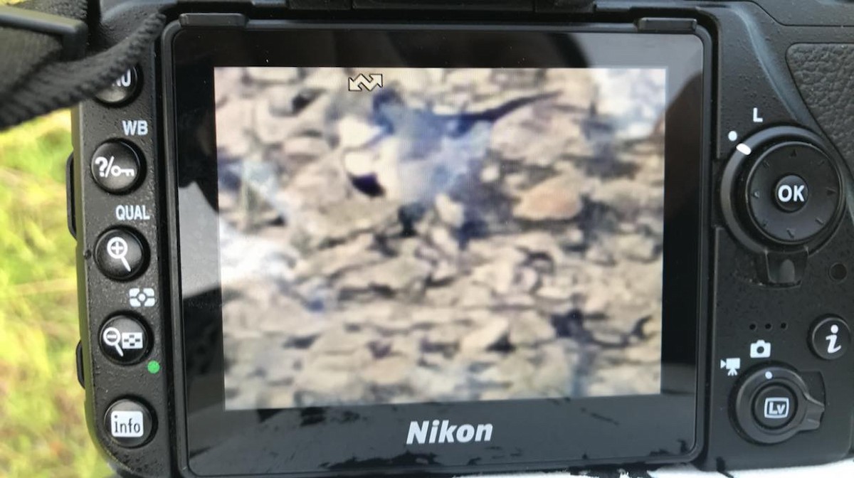 White Wagtail - ML214805701