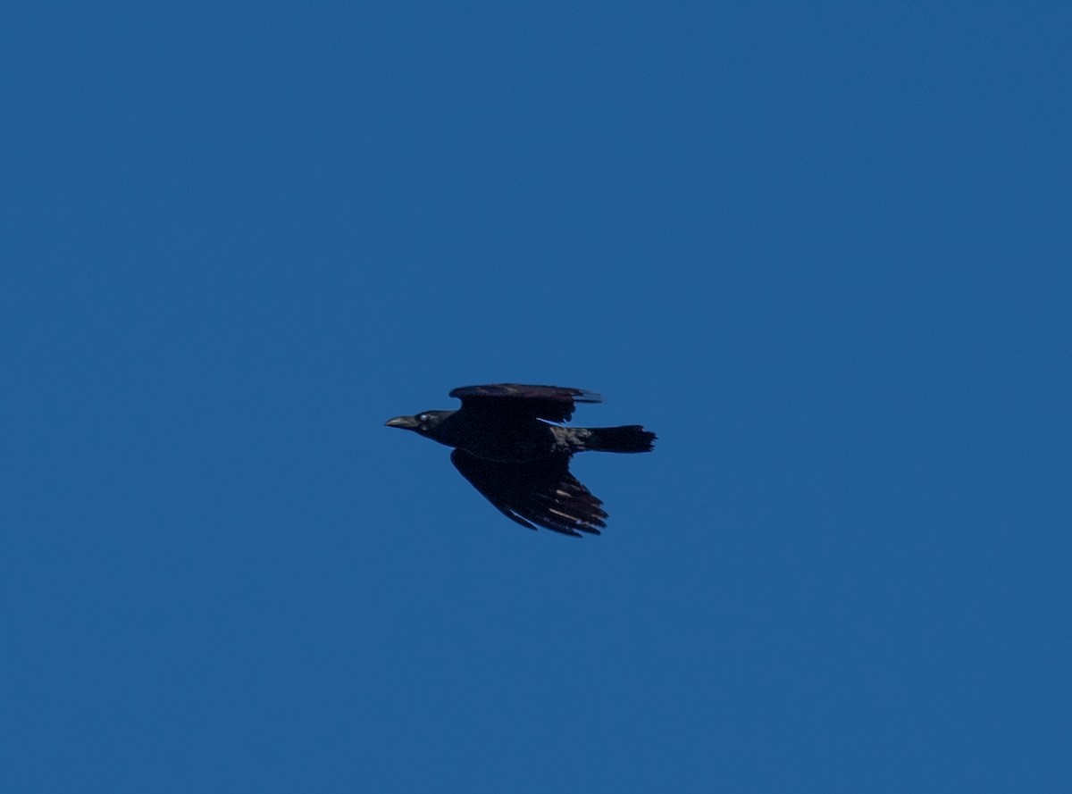 Large-billed Crow - ML214805891