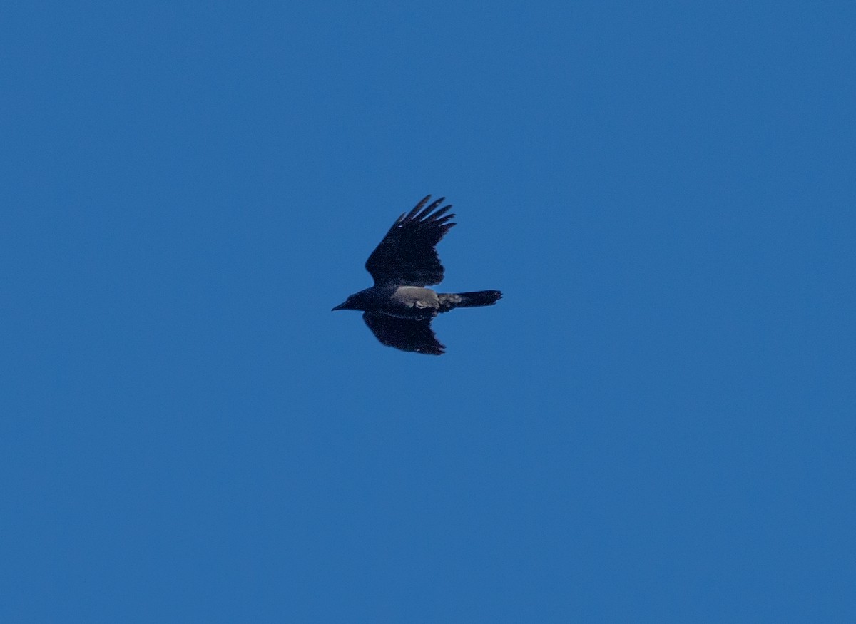 Large-billed Crow - ML214805911