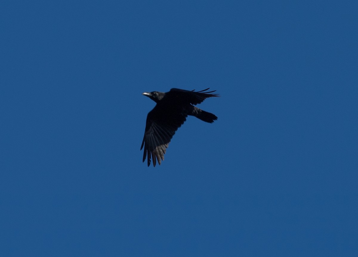 Large-billed Crow - ML214805921