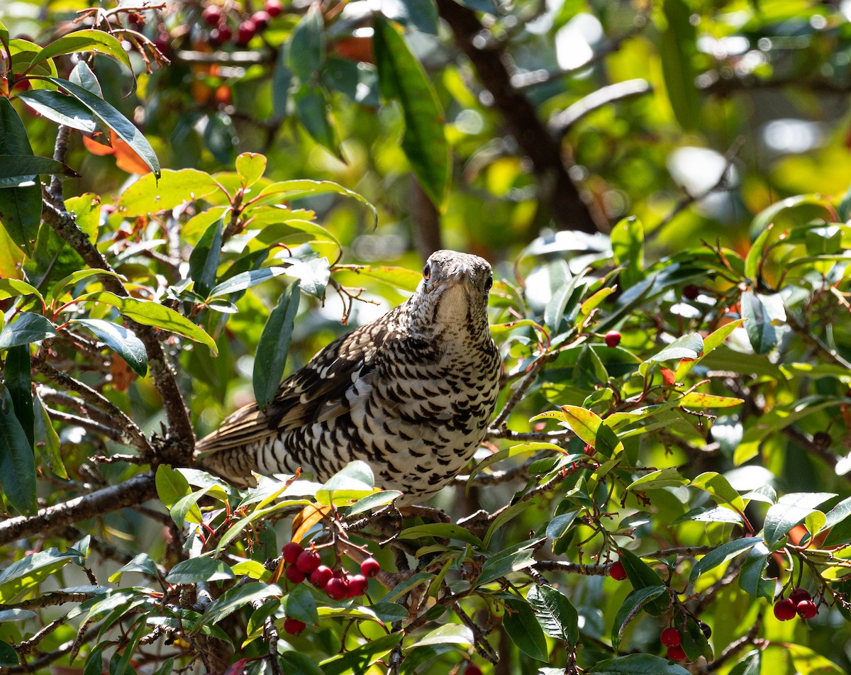 White's Thrush - jimmy Yao