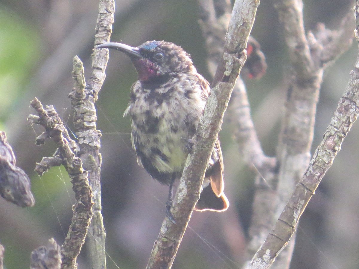 Amethyst Sunbird - Phoebe Honscheid