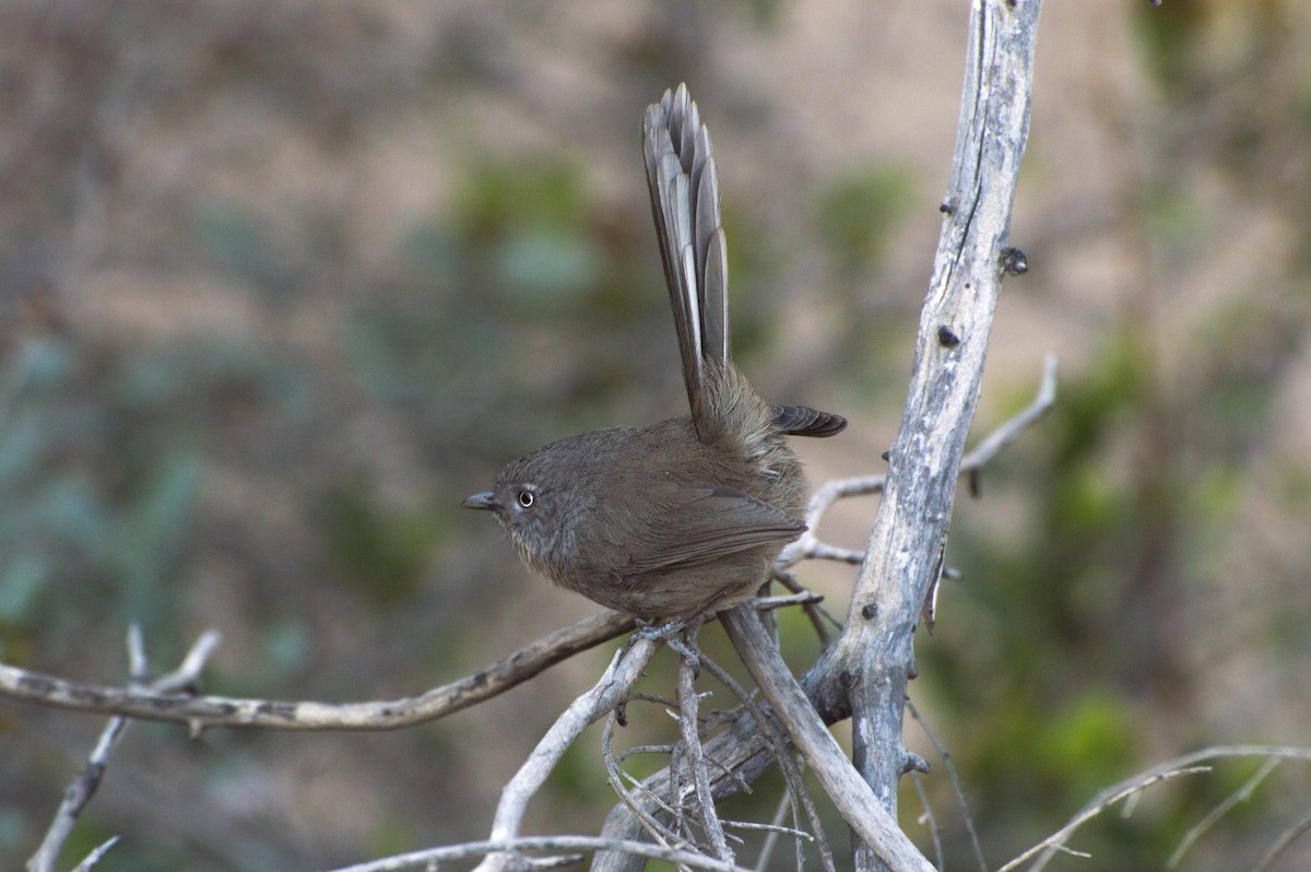 Wrentit - Georgia Doyle