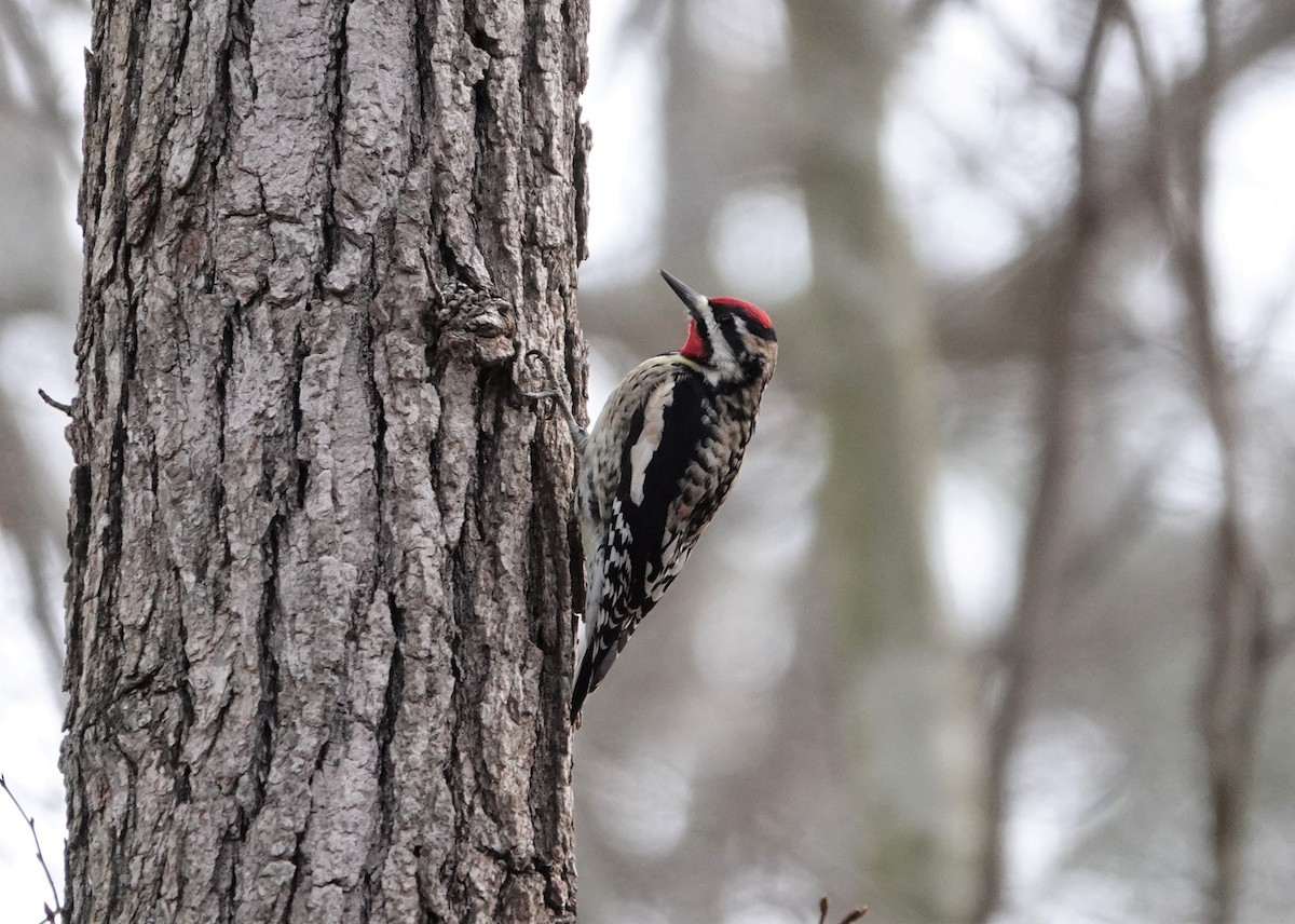 Yellow-bellied Sapsucker - ML214812141