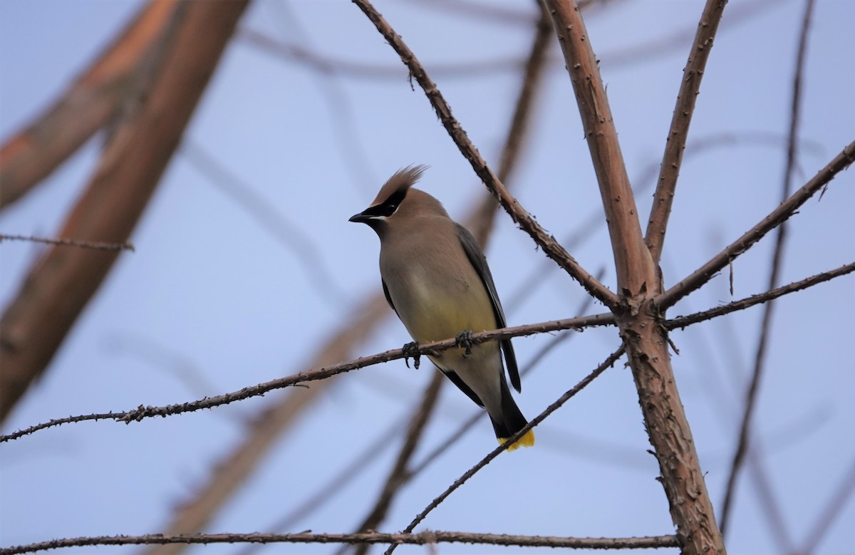 Cedar Waxwing - ML214812371