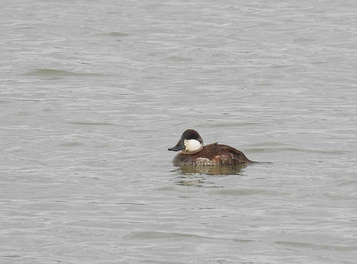 Ruddy Duck - ML214813661