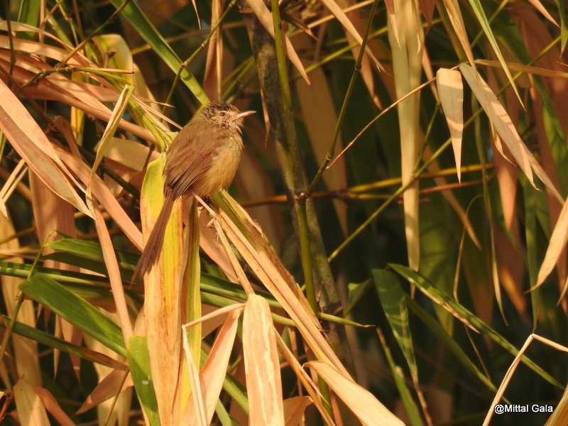 Prinia Frentirrufa - ML21481651