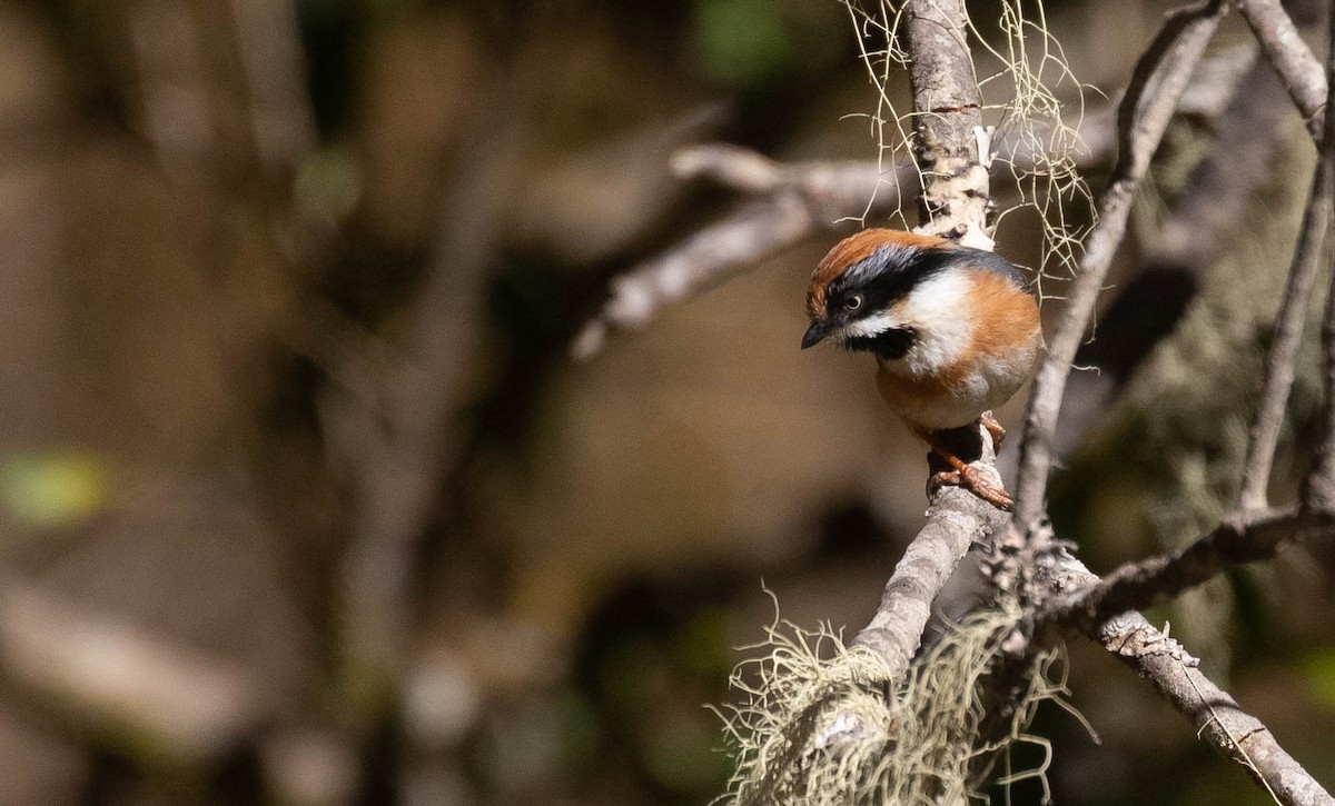 Black-throated Tit (Black-throated) - ML214816951