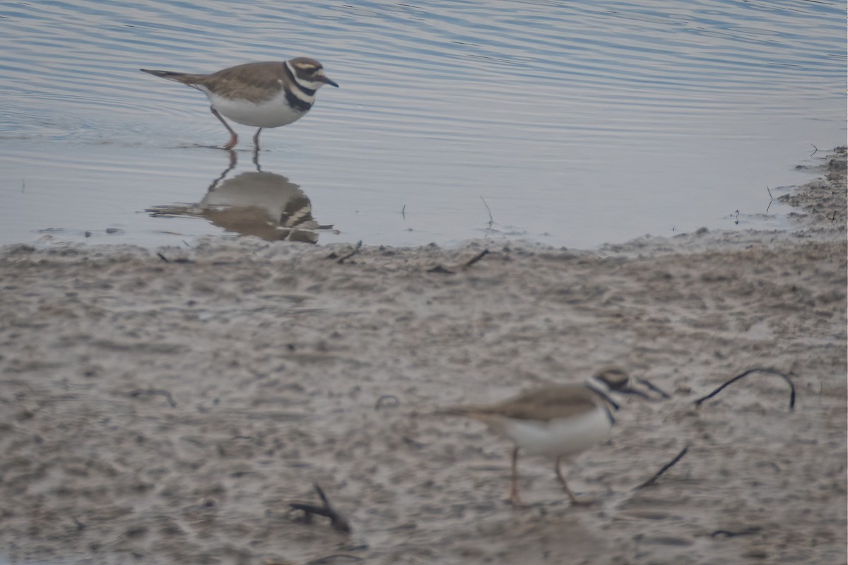 Killdeer - ML214817101