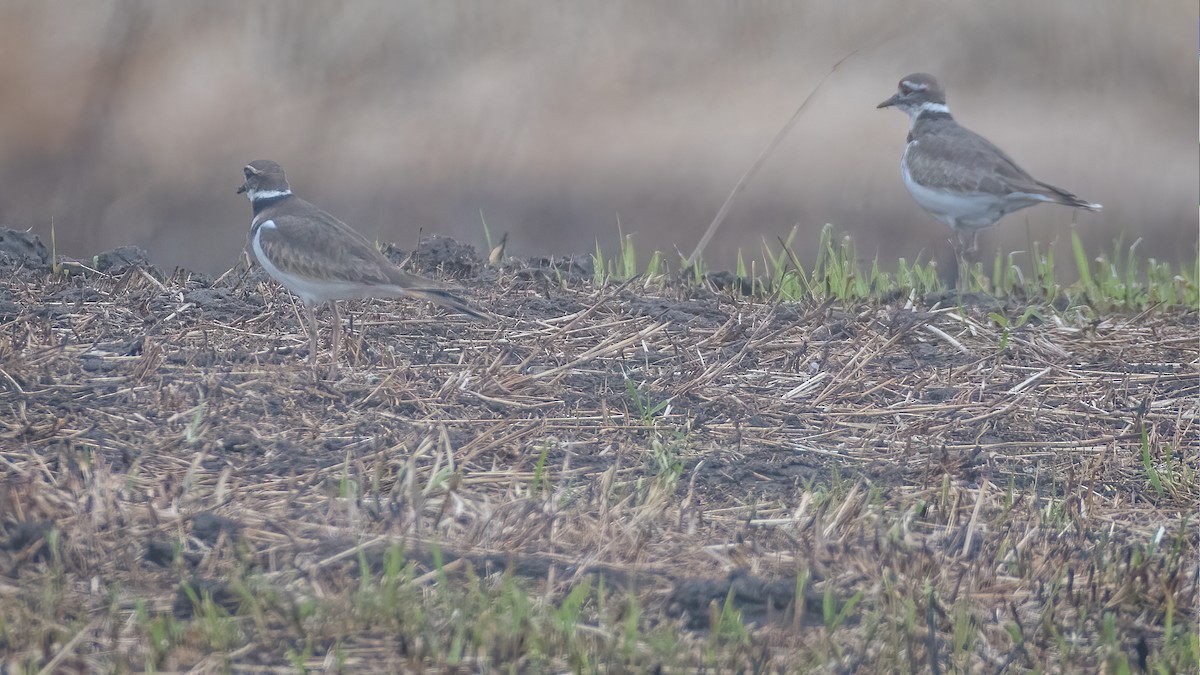 Killdeer - ML214817111