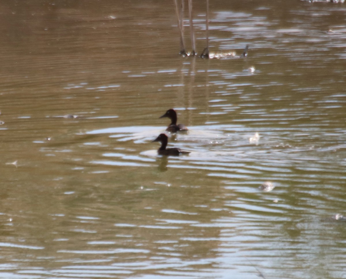 Ferruginous Duck - ML214817631