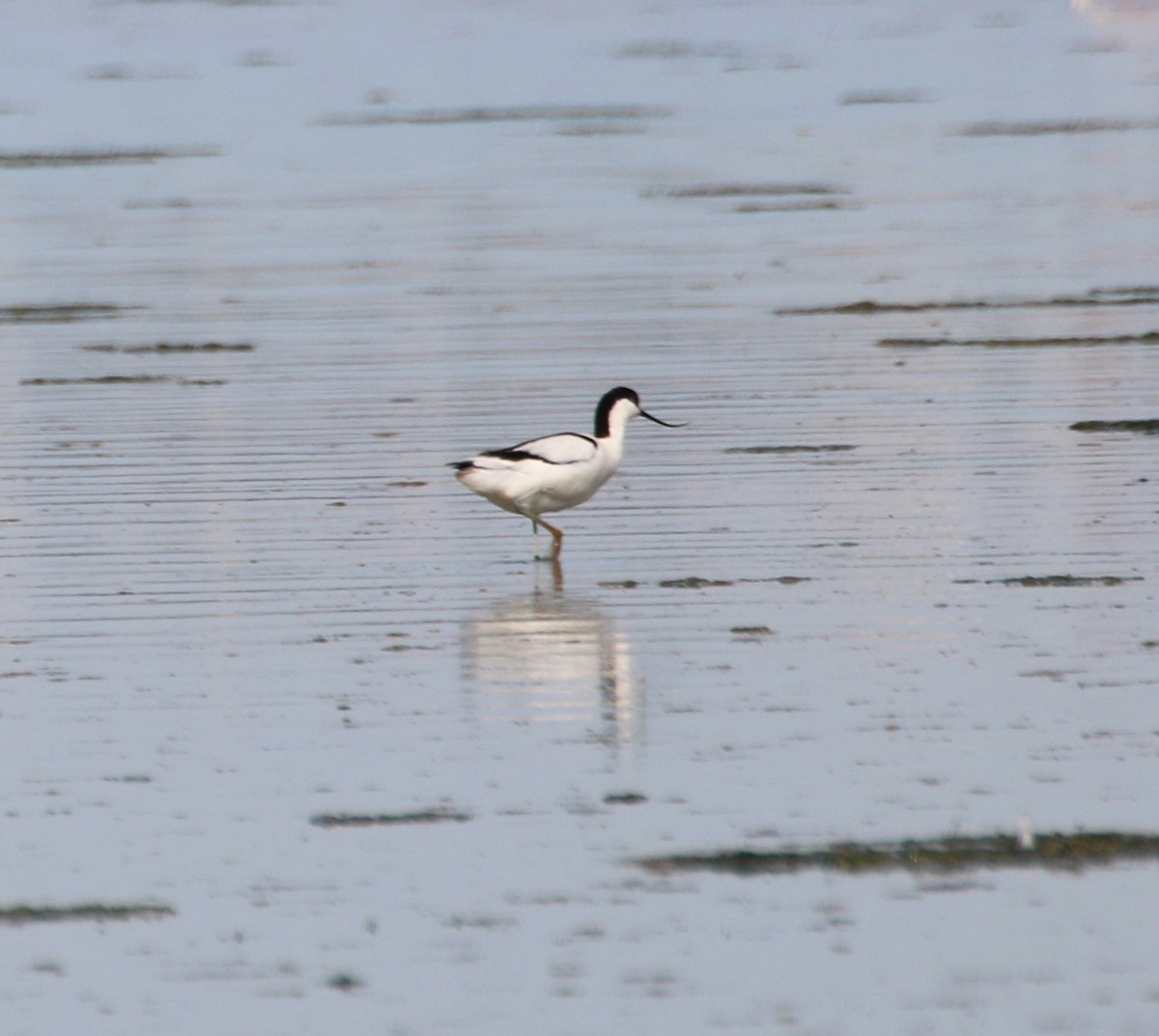 Pied Avocet - ML214817761