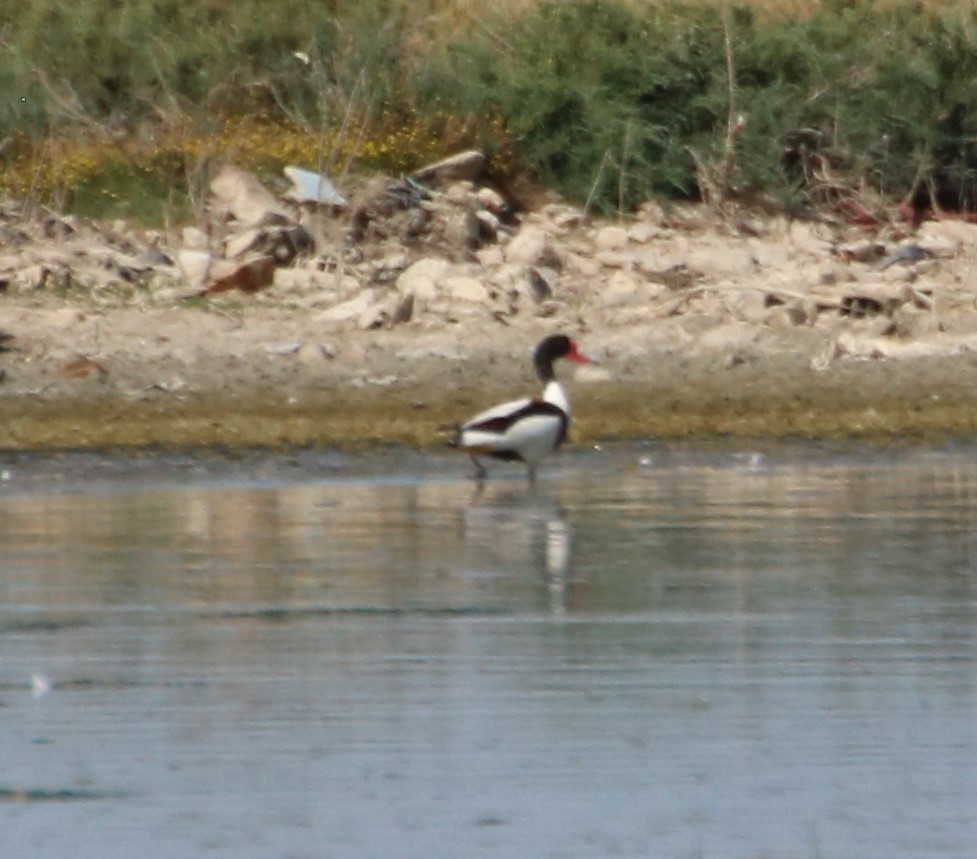 Common Shelduck - ML214817831