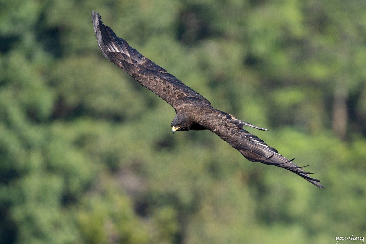 Black Eagle - You-Sheng Lin