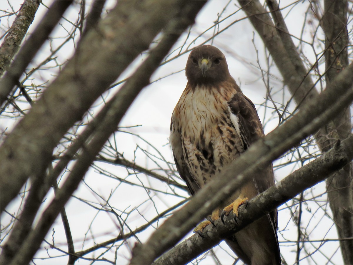 Red-tailed Hawk - ML214819801