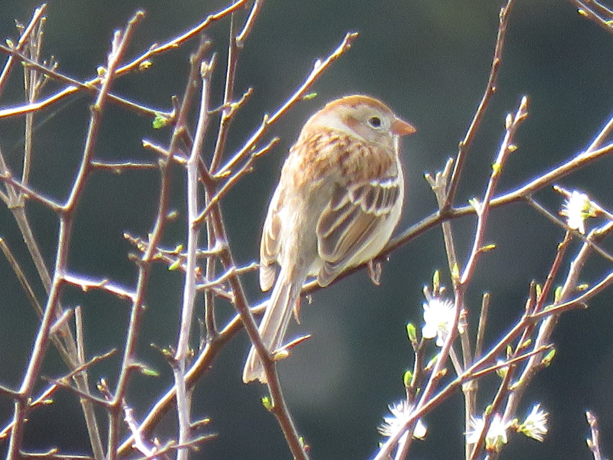 Field Sparrow - ML214820001