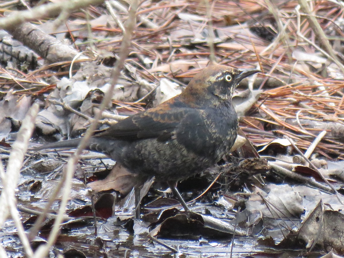 Rusty Blackbird - ML214820131
