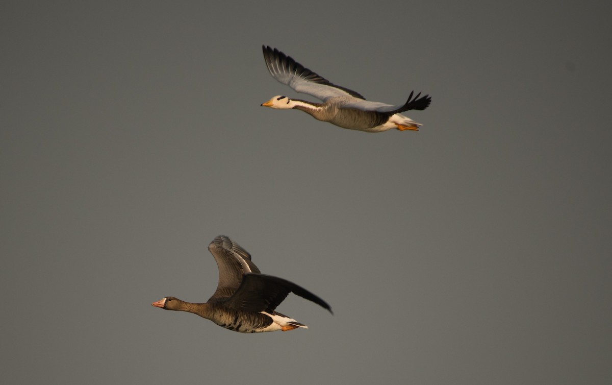 Greater White-fronted Goose - ML21482021