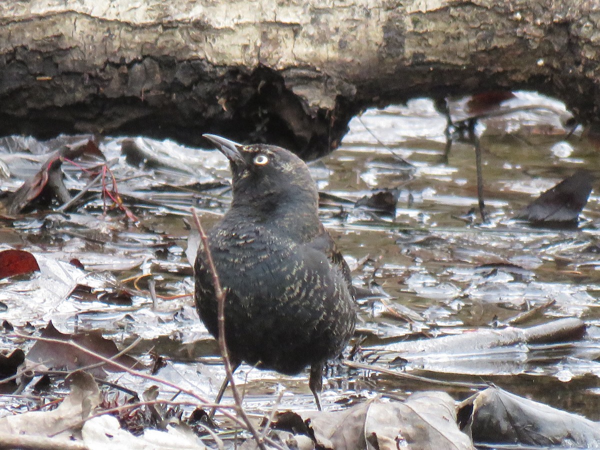 Rusty Blackbird - ML214820271