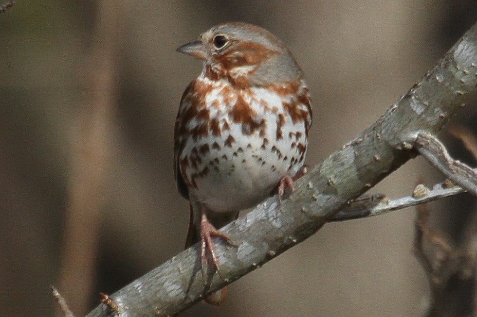 Fox Sparrow - ML214820501