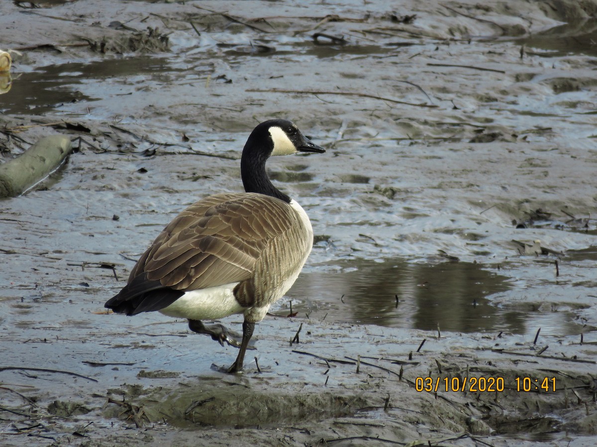 Canada Goose - ML214820811