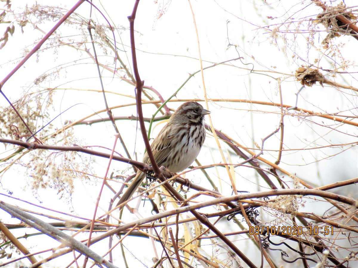 Song Sparrow - ML214820851