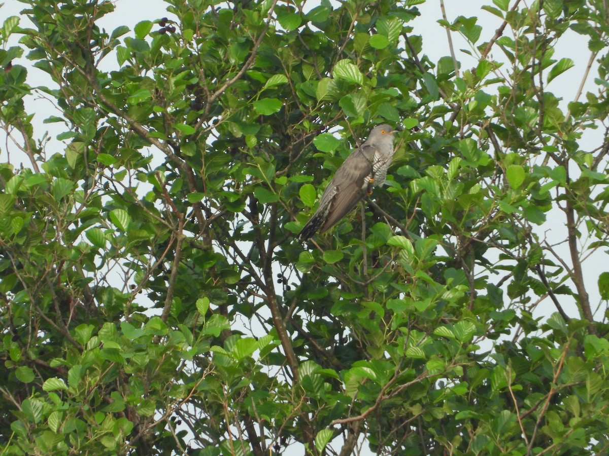 Common Cuckoo - ML214821361