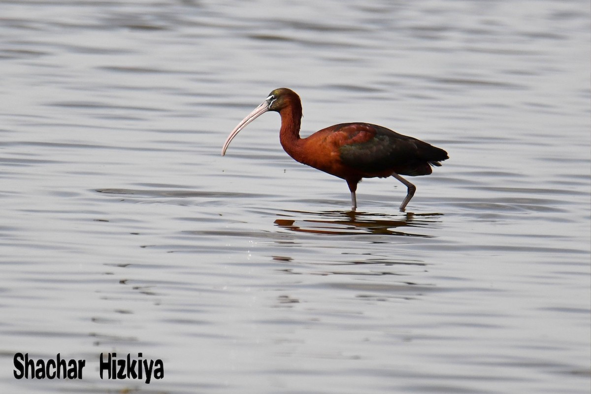 Glossy Ibis - Shachar Hizkiya