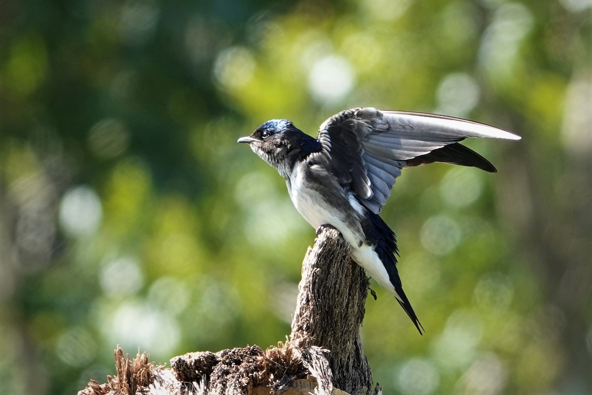 Gray-breasted Martin - ML214825821