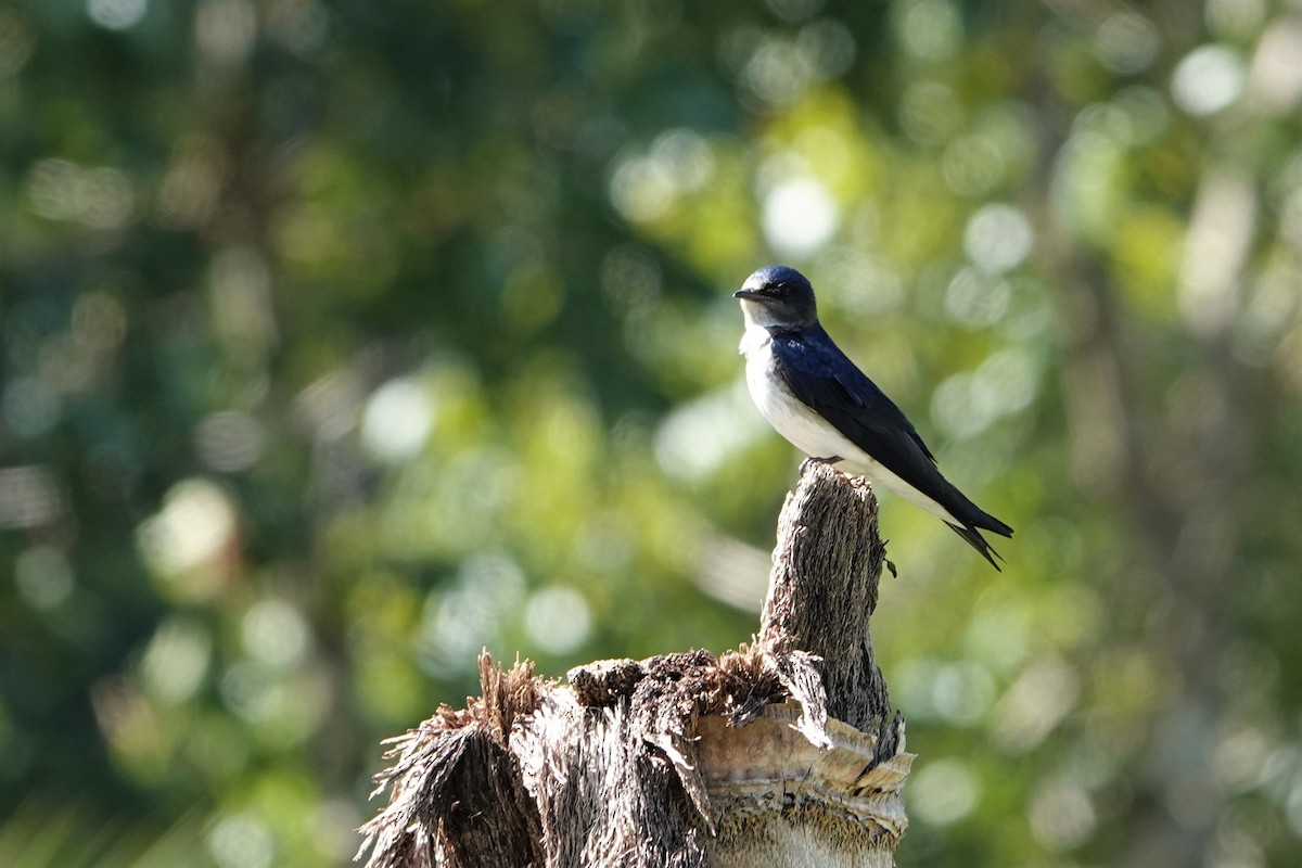 Gray-breasted Martin - ML214825851