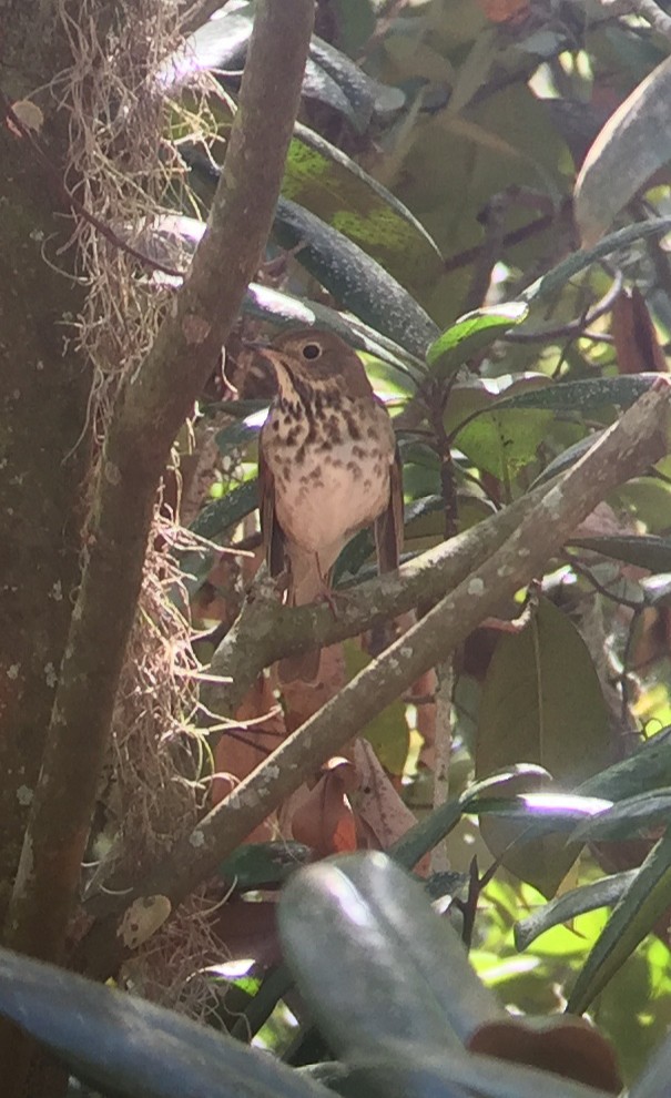 Hermit Thrush - ML214827031