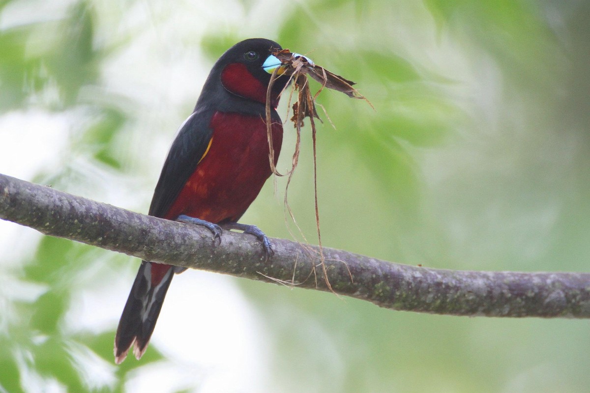 Black-and-red Broadbill - ML21482741