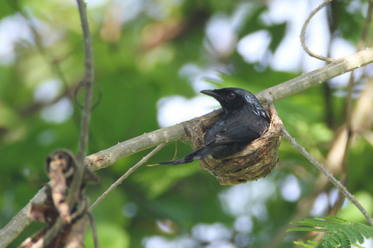 Bronzed Drongo - ML21482751